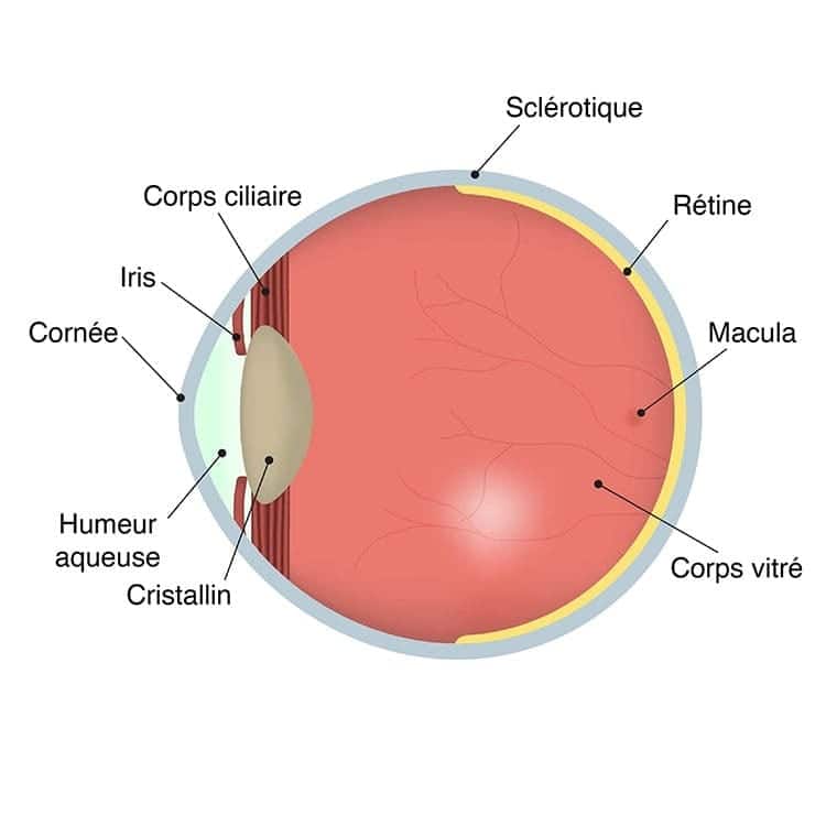terre d ophatlmo associationdr camille rambaud ophthalmologist paris refractive surgery and cataract